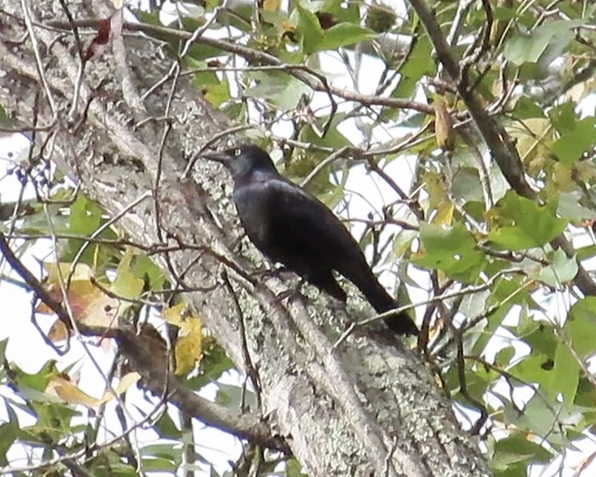 Common Grackle - ML610269524