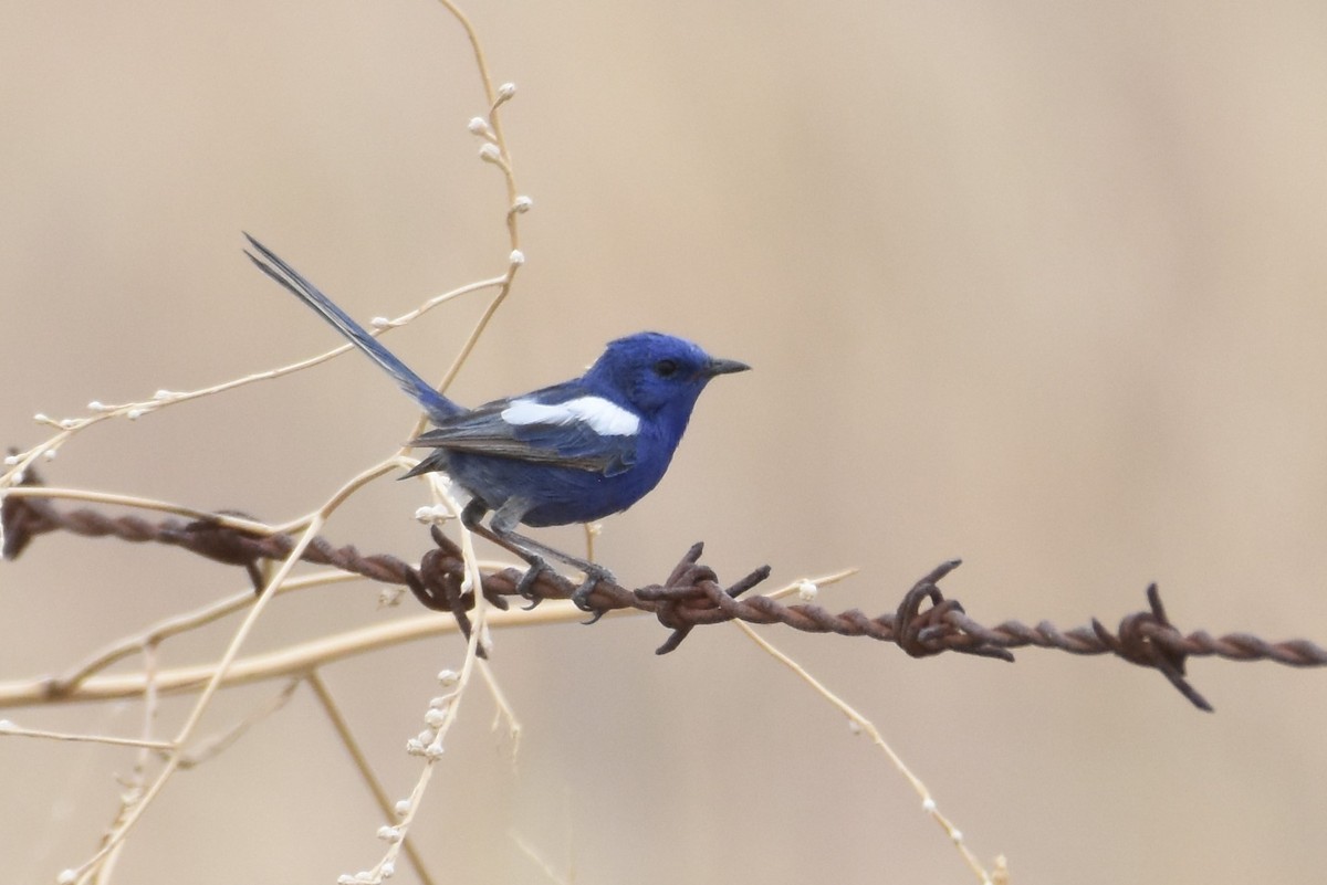 White-winged Fairywren - Shinead Ashe