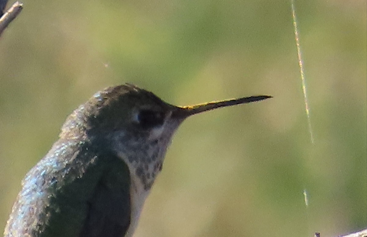 Broad-tailed Hummingbird - Ed Dunn
