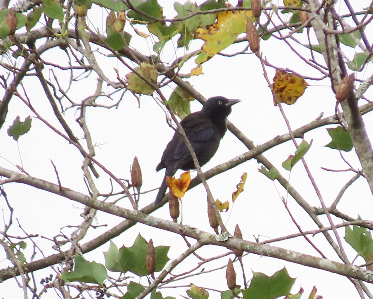 blackbird sp. - ML610269798