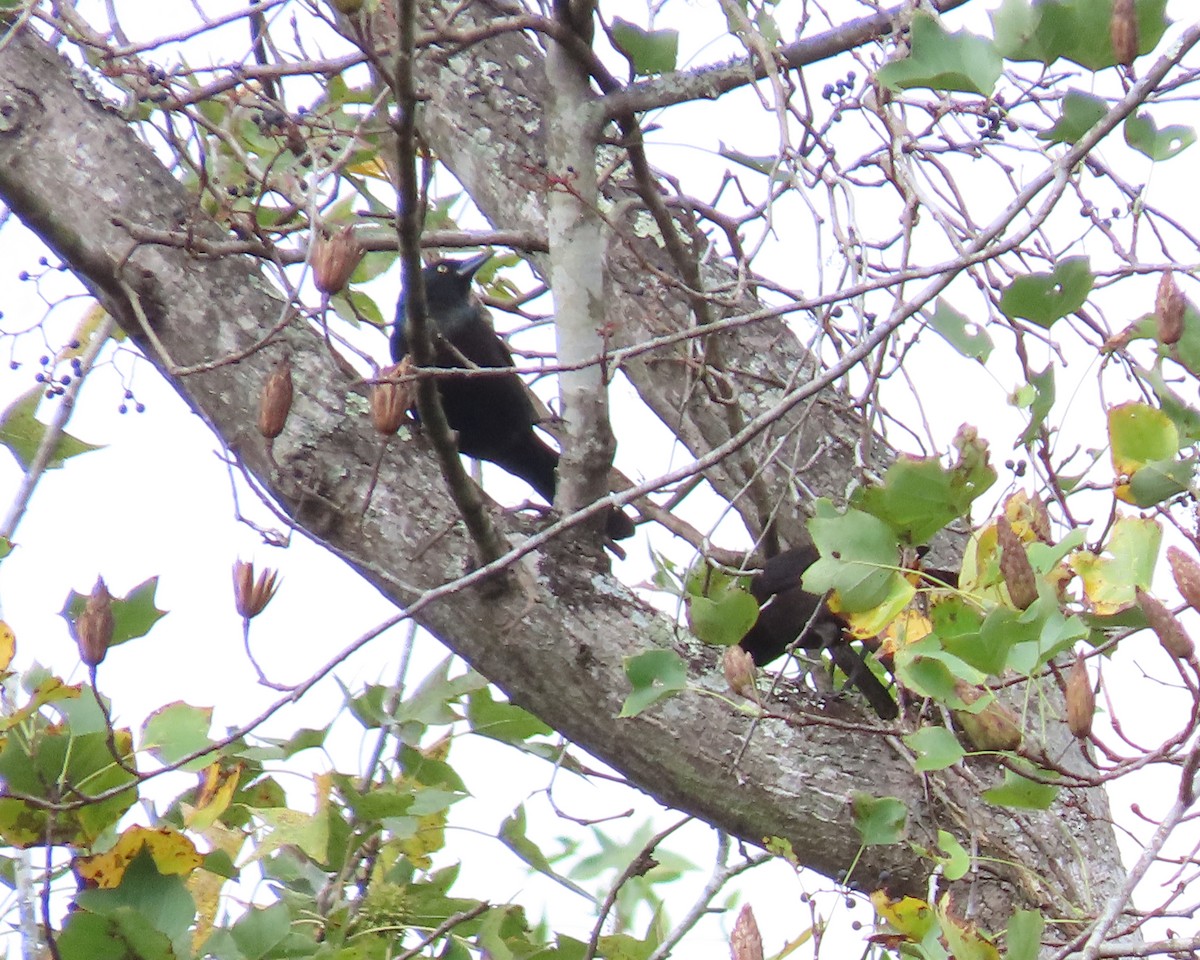 blackbird sp. - ML610269799