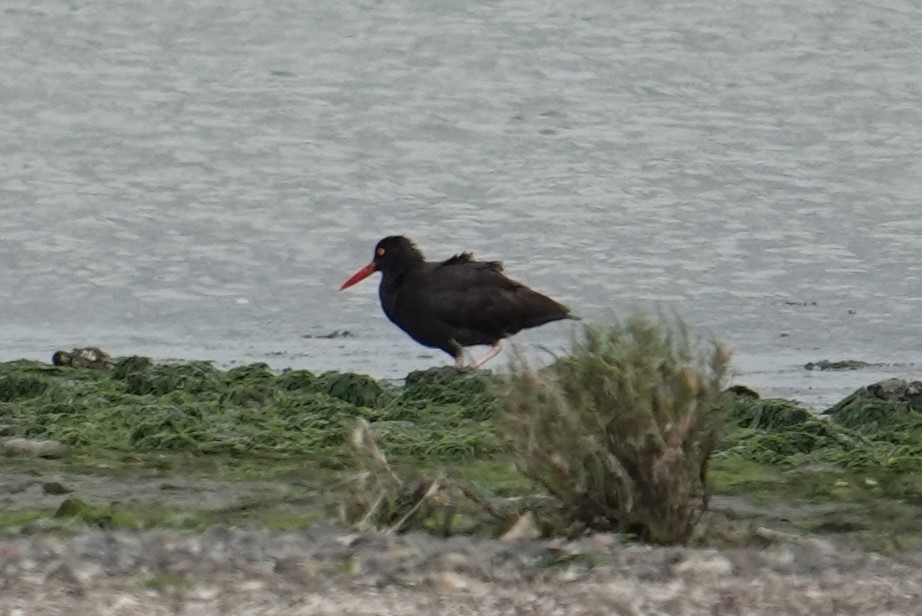 Black Oystercatcher - Steve Kornfeld