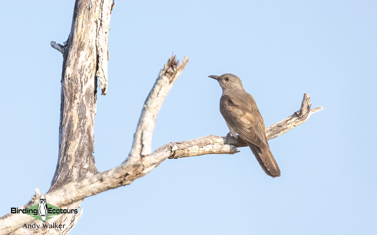 Brush Cuckoo (Australasian) - Andy Walker - Birding Ecotours