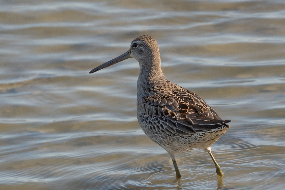 Long-billed Dowitcher - Carole Rose