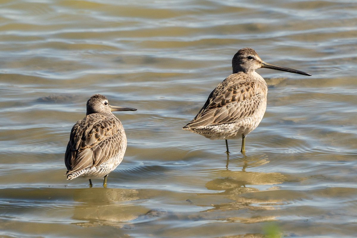 Long-billed Dowitcher - ML610269850