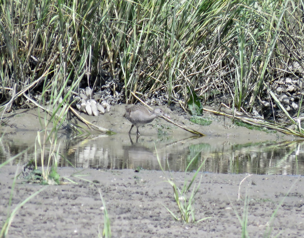 Clapper Rail - ML610269918