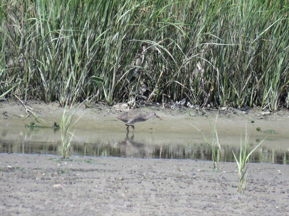 Clapper Rail - ML610269920