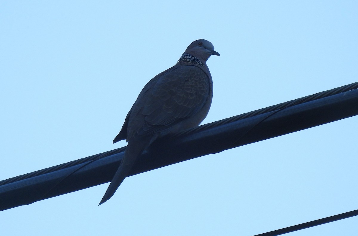 Spotted Dove - ML610270052