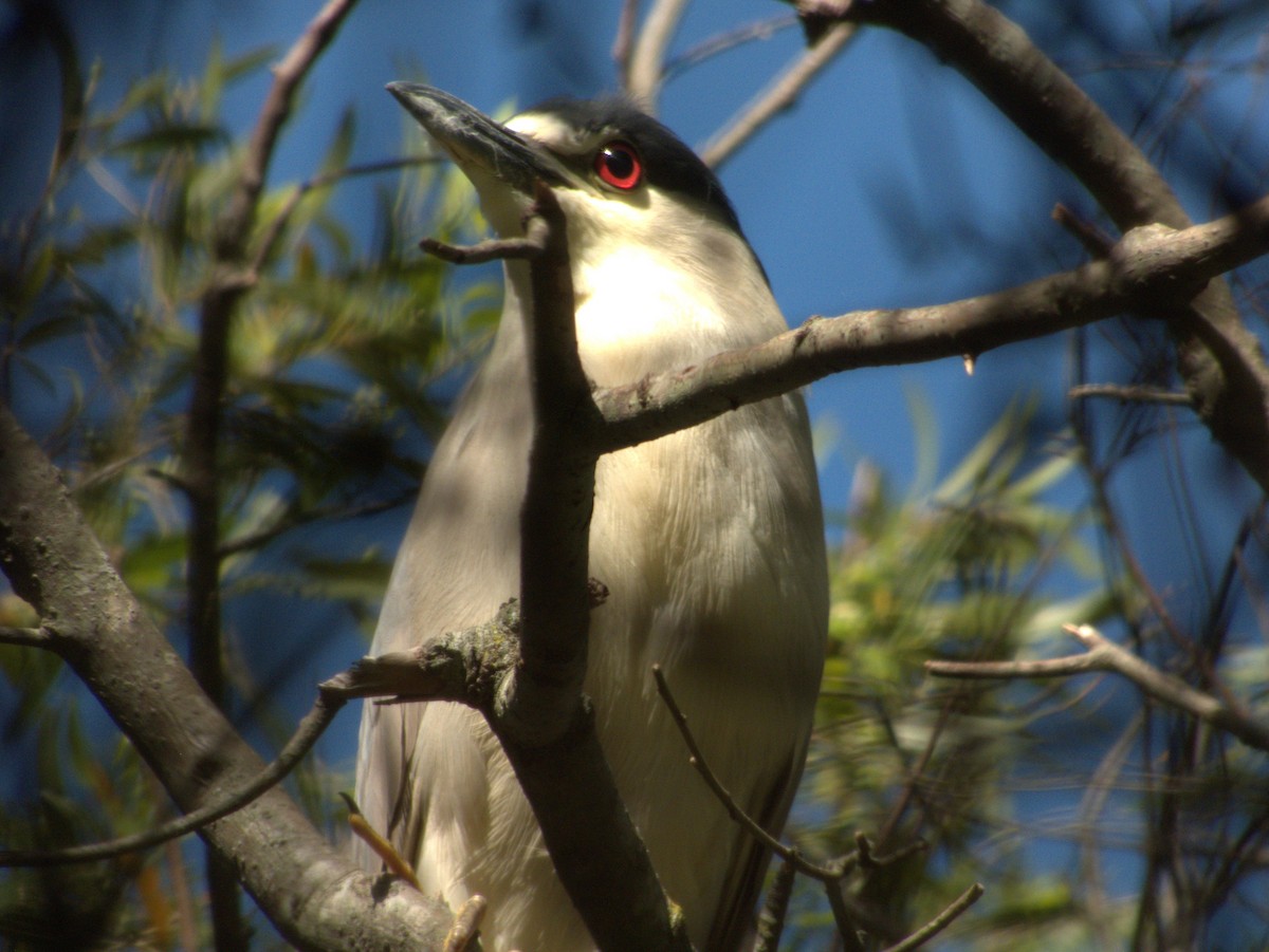 Black-crowned Night Heron - ML610270075