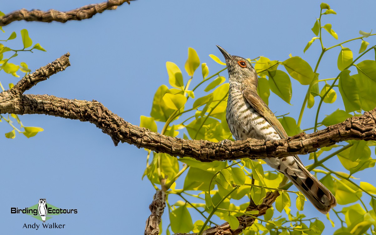 Little Bronze-Cuckoo (Little) - ML610270081