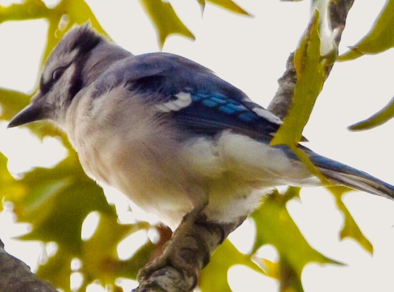 Blue Jay - ML610270084