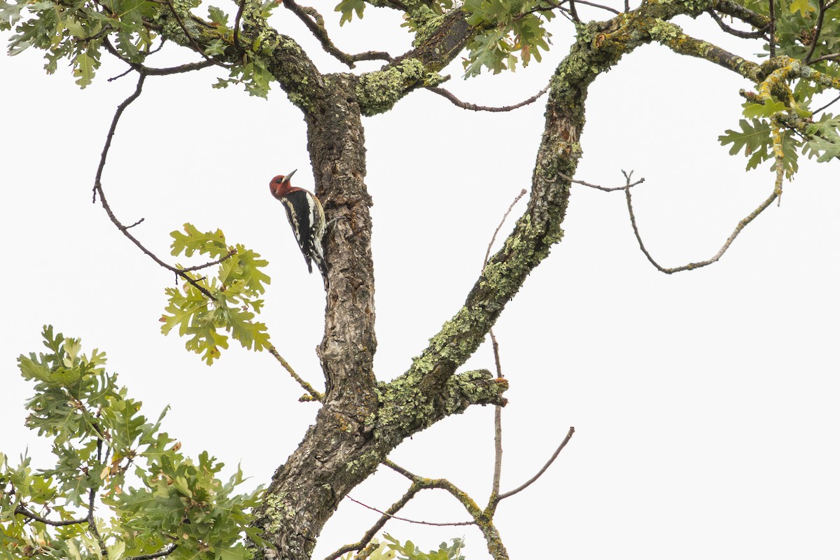 Red-breasted Sapsucker - ML610270150