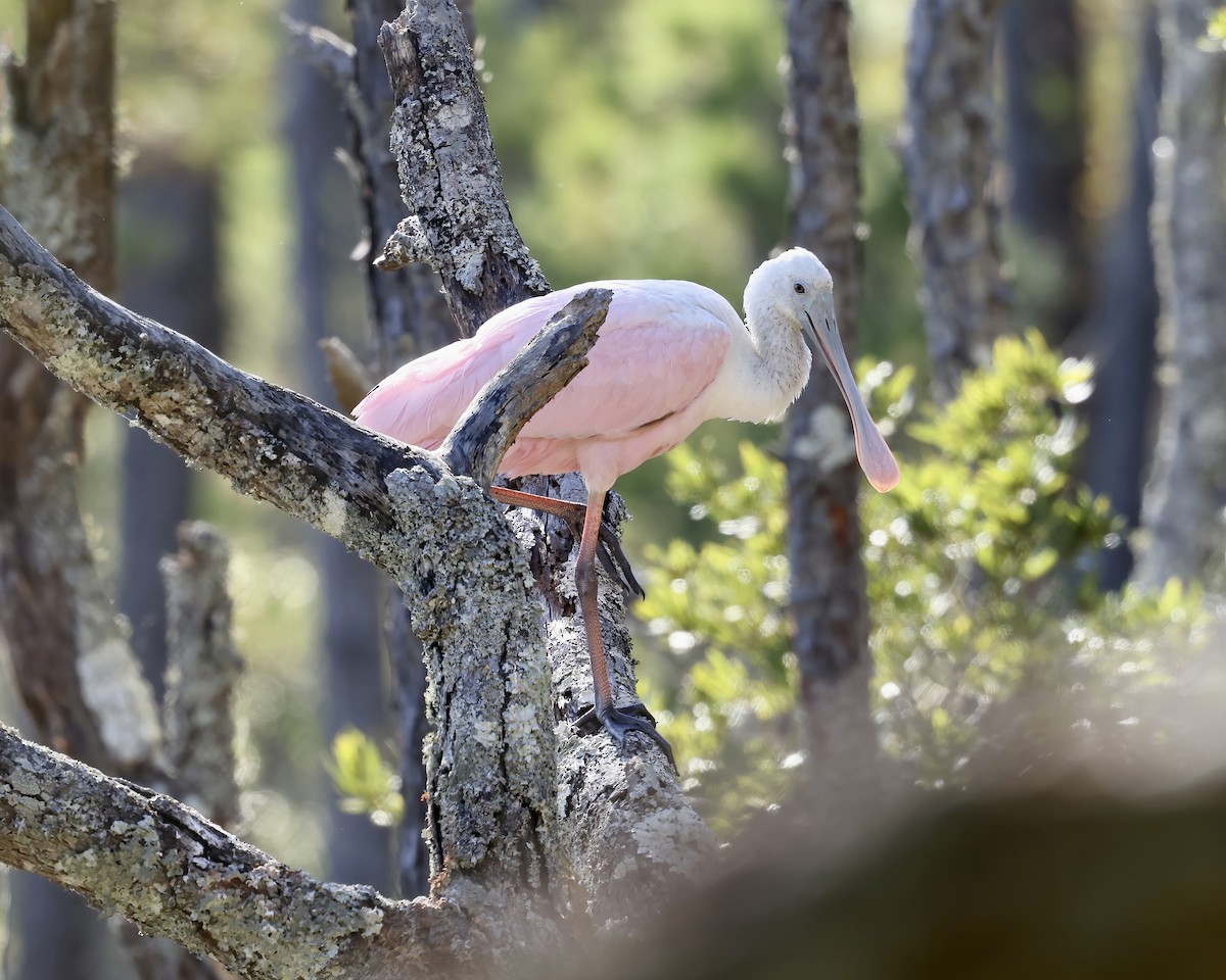 Roseate Spoonbill - ML610270174