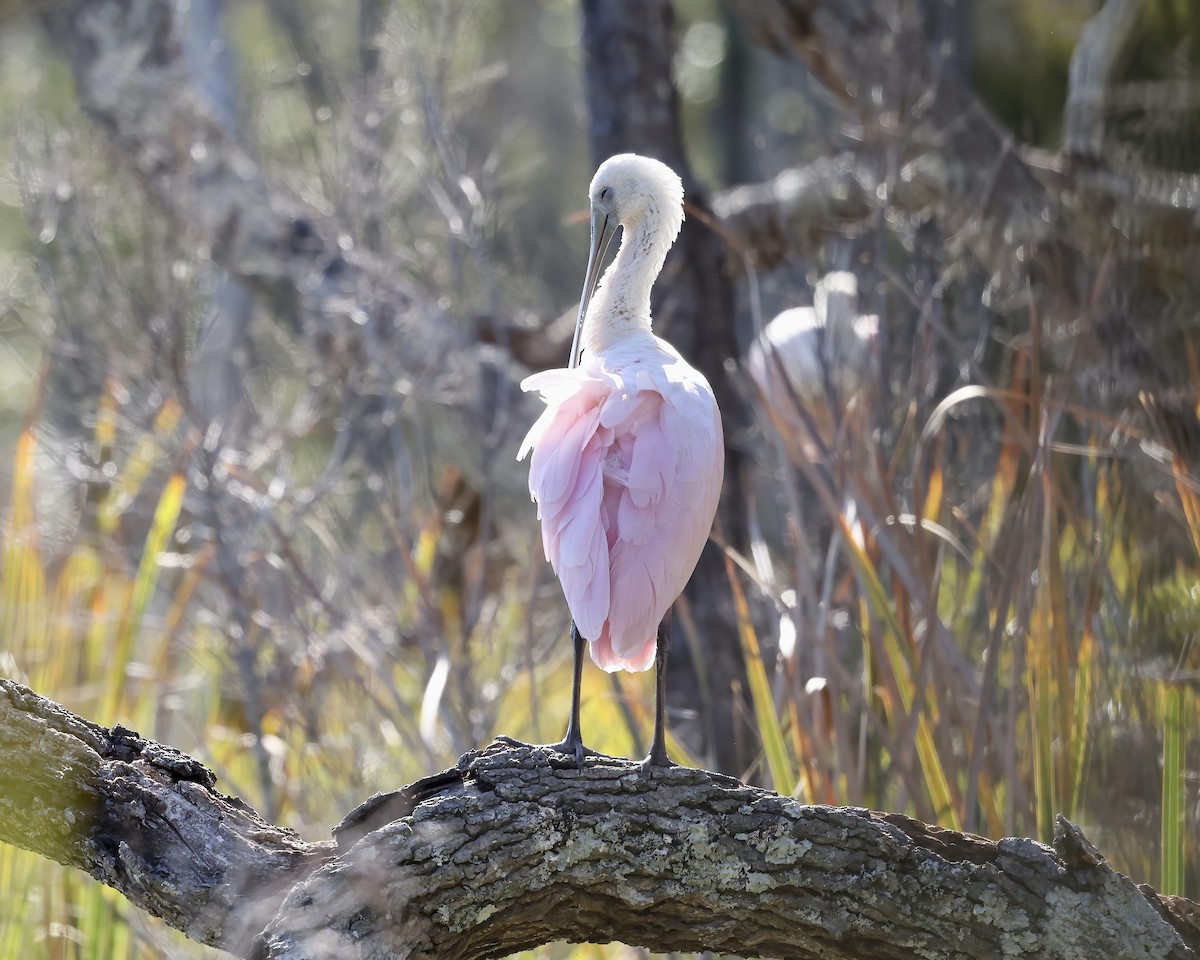 Roseate Spoonbill - ML610270175