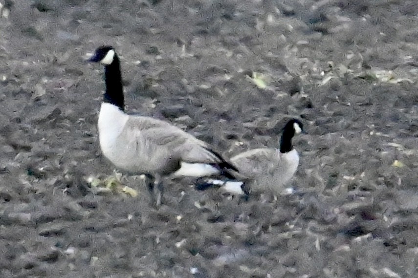 Cackling Goose - ML610270194