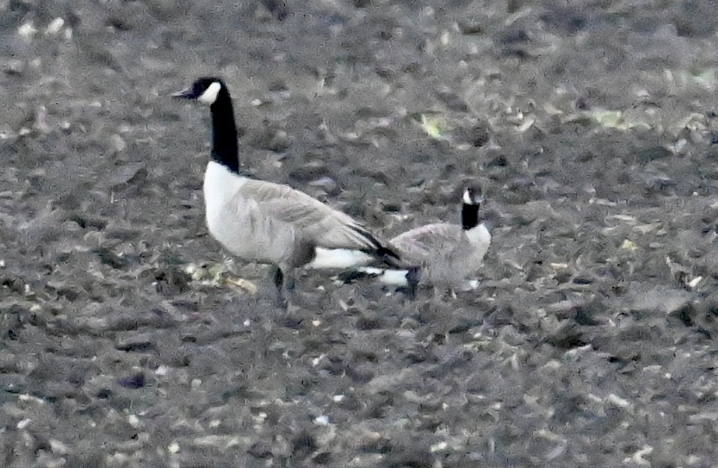 Cackling Goose - ML610270198