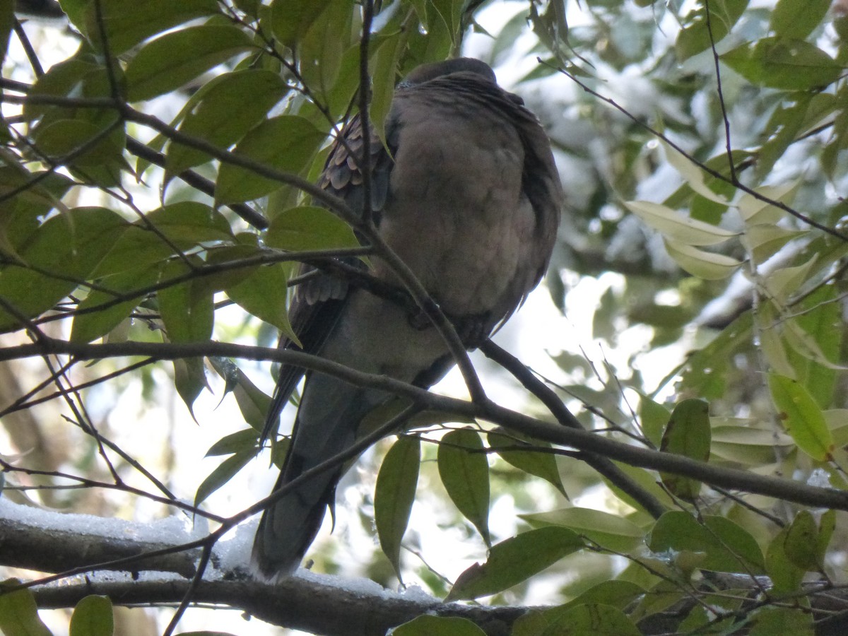 Oriental Turtle-Dove - ML610270219