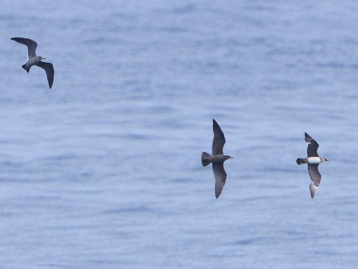 Parasitic Jaeger - Gary Nunn