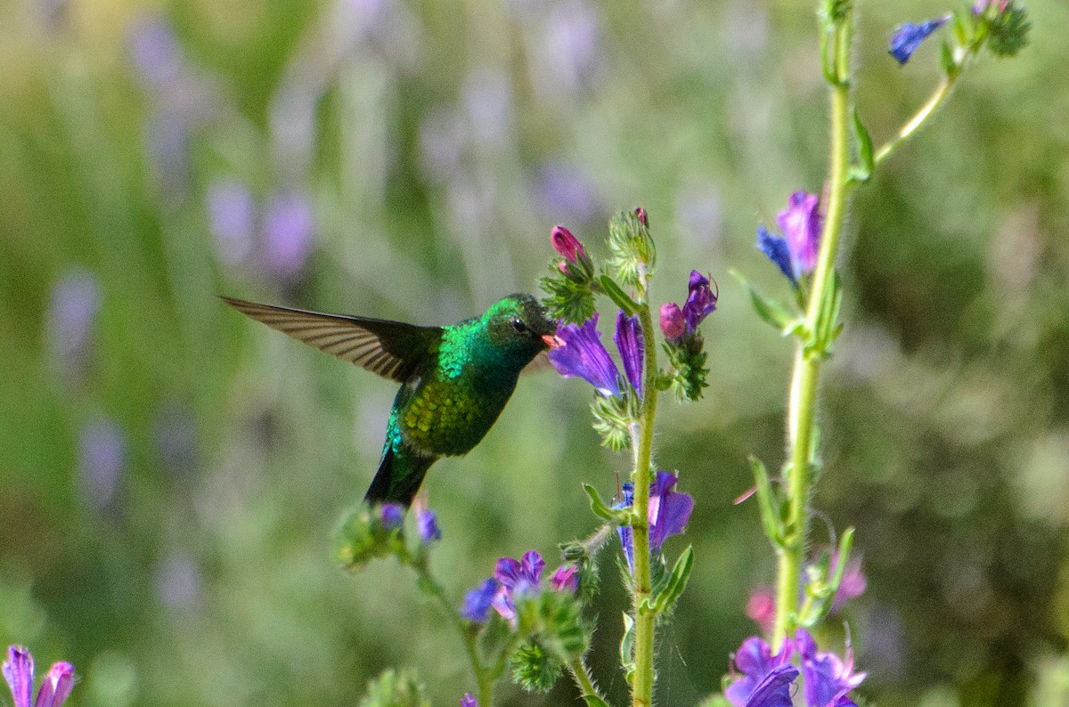 Glittering-bellied Emerald - ML610270284
