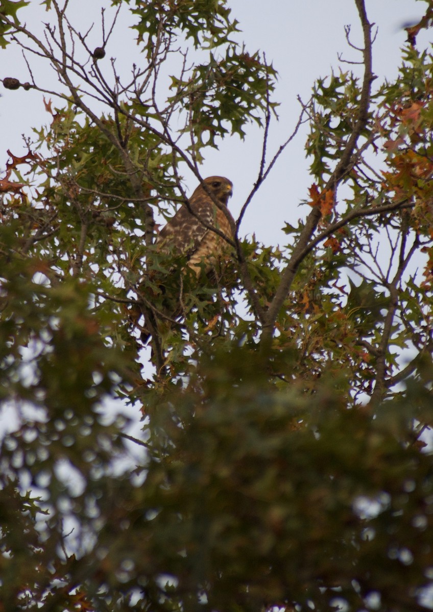 Red-shouldered Hawk - ML610270352