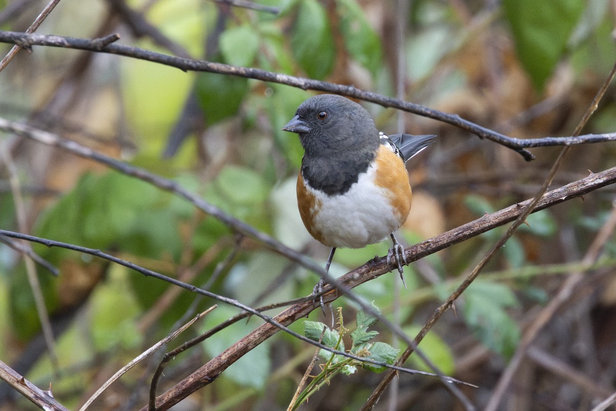 Spotted Towhee - ML610270388
