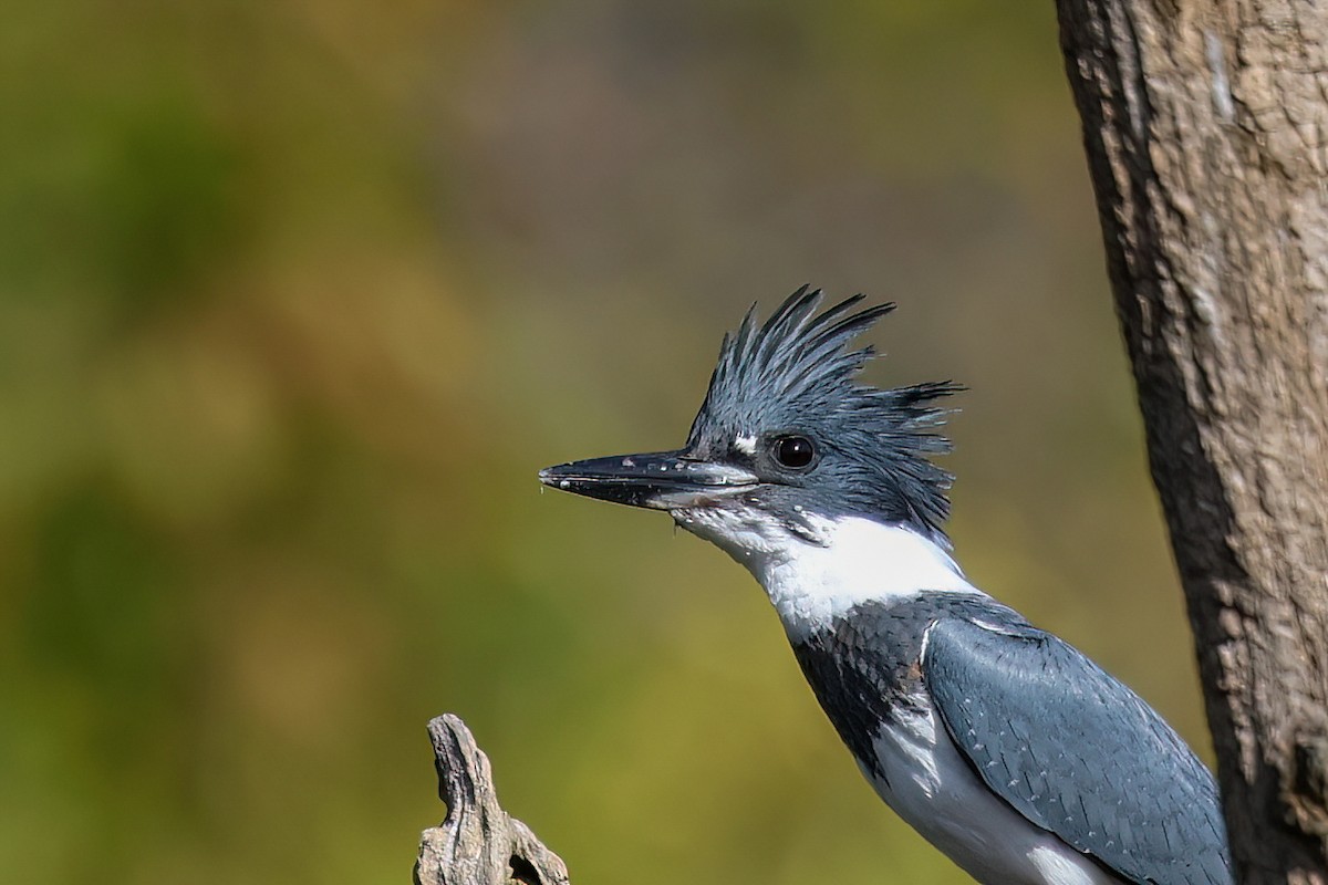 Belted Kingfisher - ML610270458
