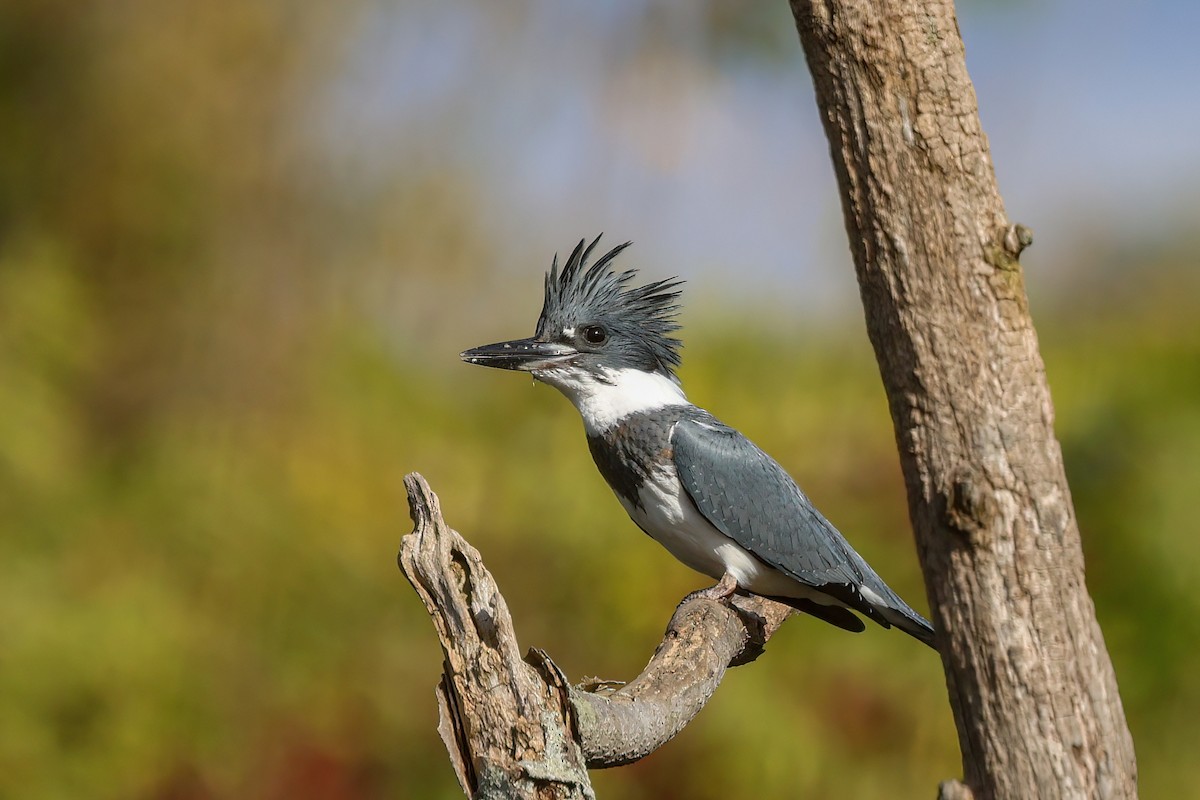 Belted Kingfisher - ML610270459