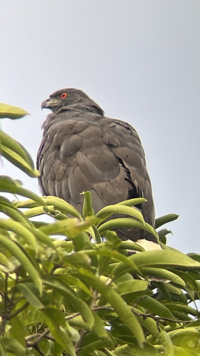 Crane Hawk - ML610270467