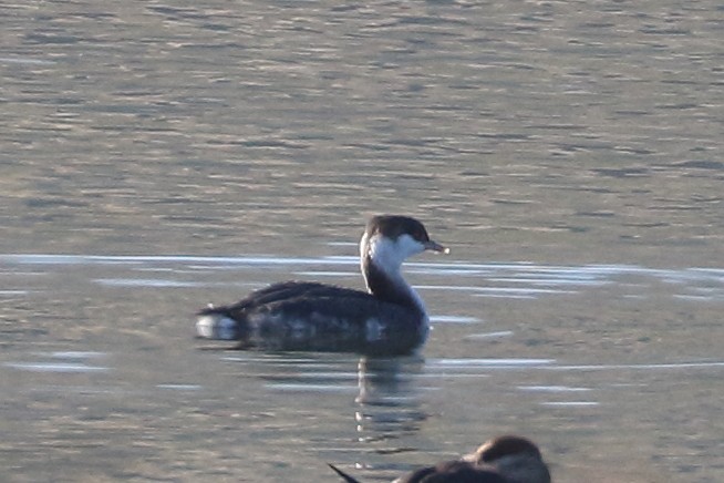 Horned Grebe - ML610270519