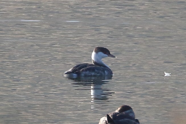 Horned Grebe - ML610270520