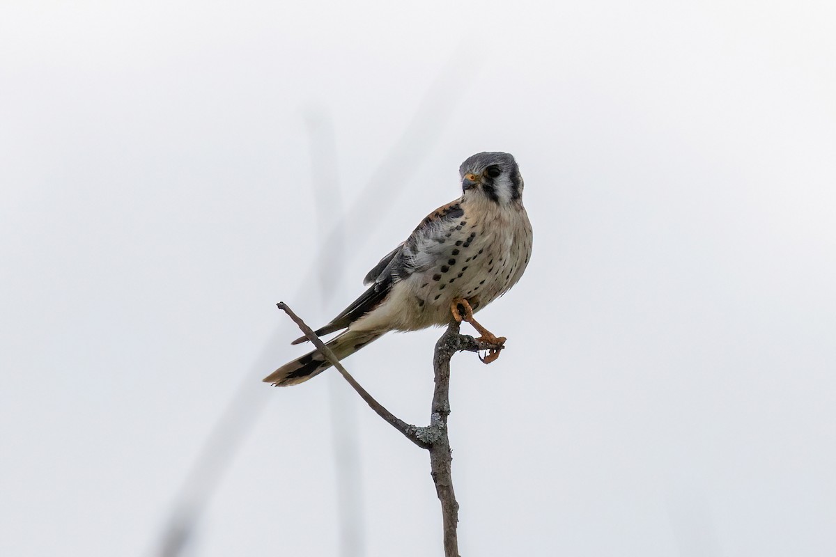 American Kestrel - ML610270531