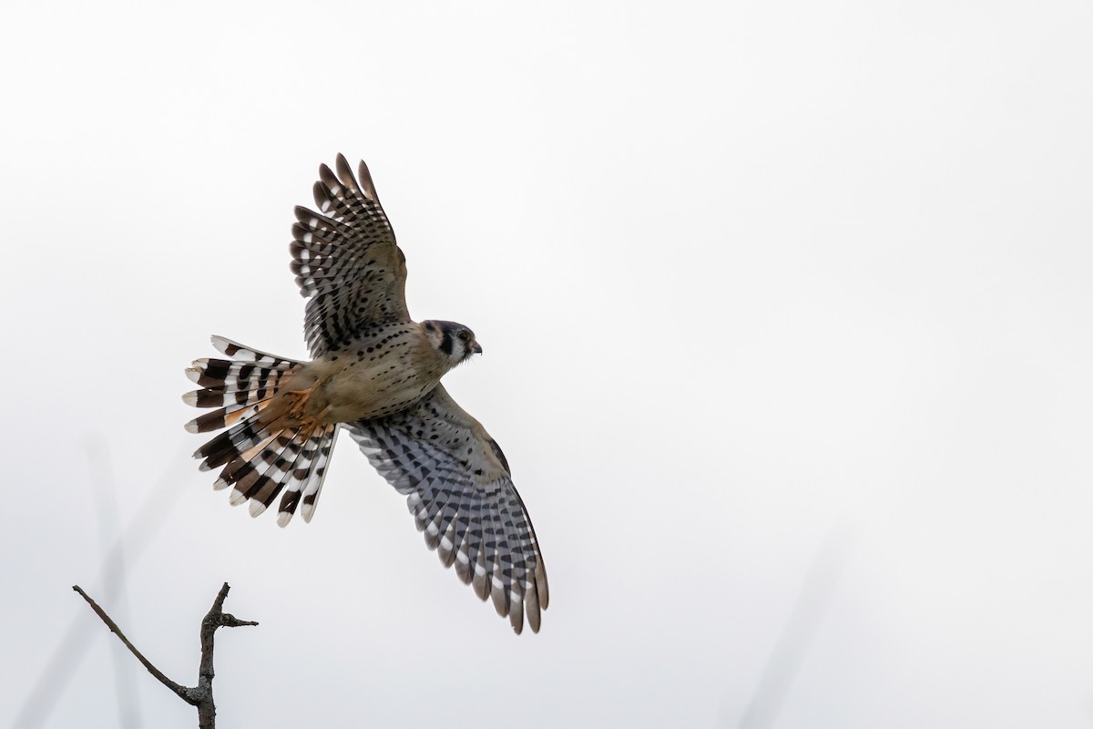 American Kestrel - ML610270532