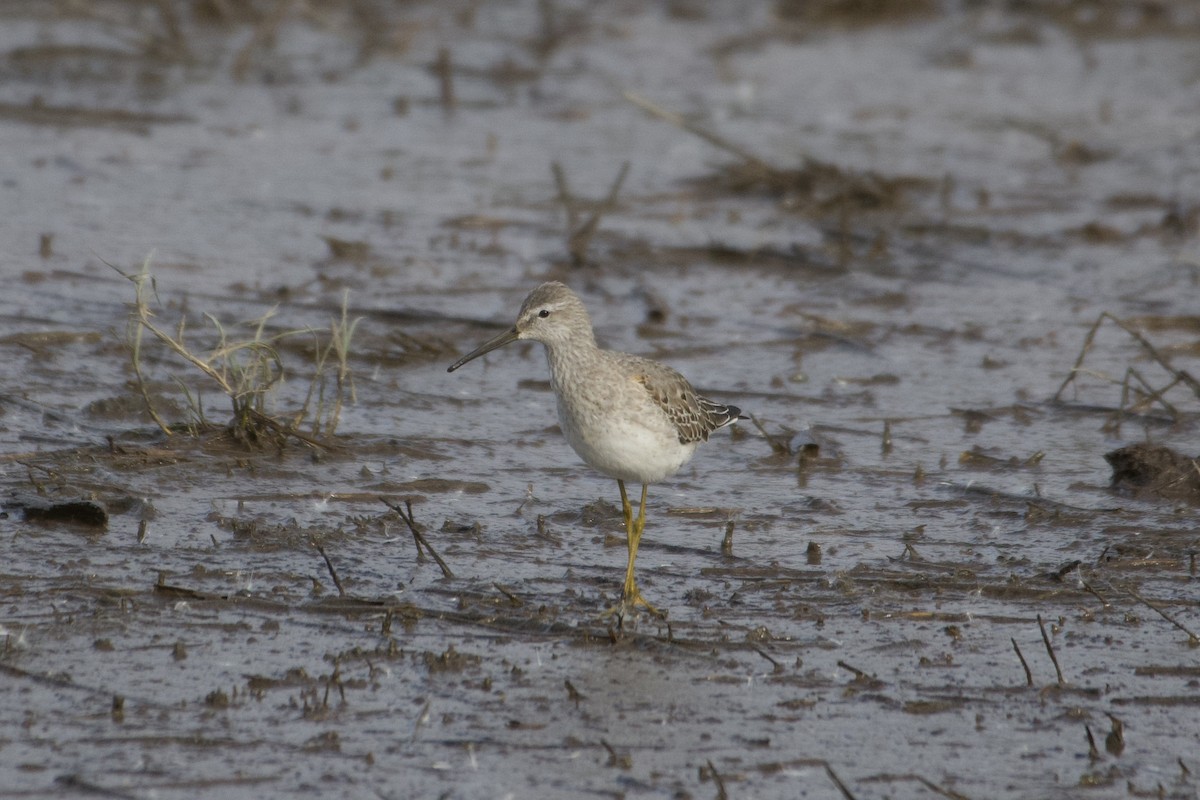 Bindenstrandläufer - ML610270543