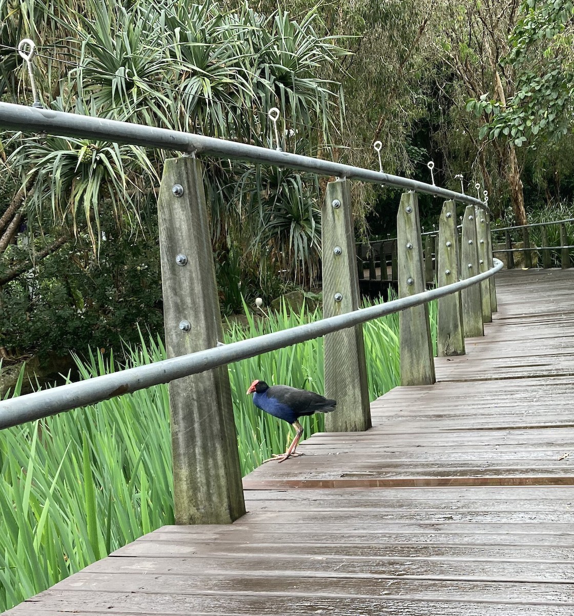 Australasian Swamphen - ML610270545