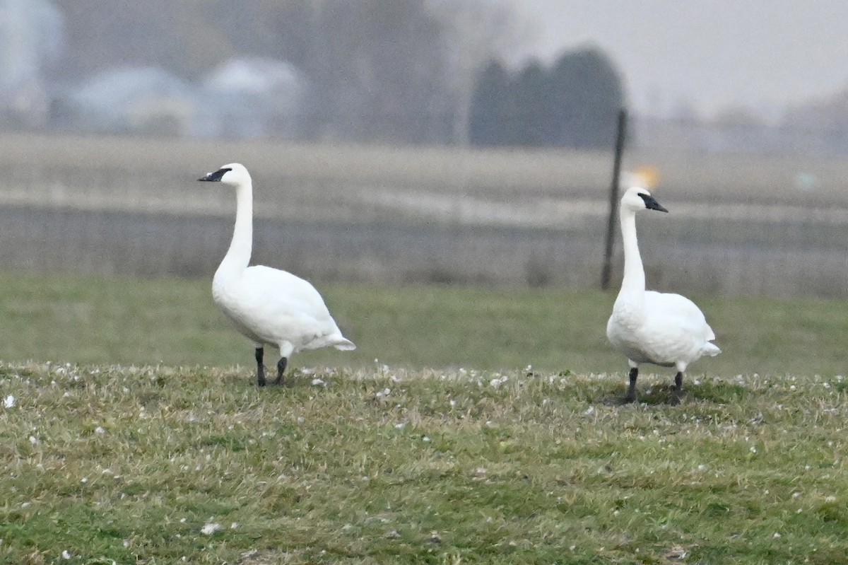 Trumpeter Swan - ML610270559