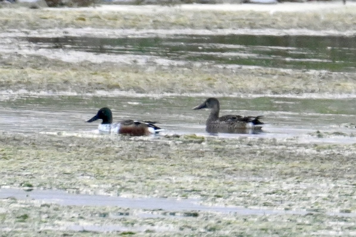 Northern Shoveler - ML610270572