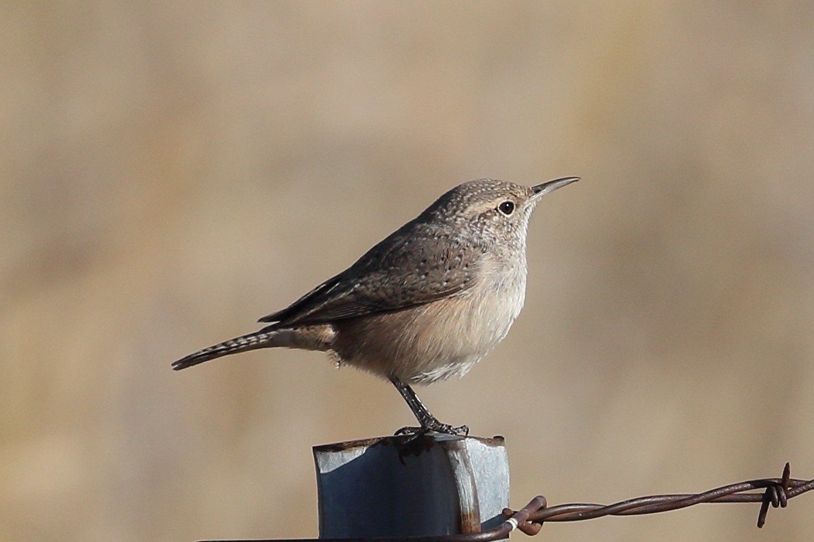 Rock Wren - Jeffrey Fenwick