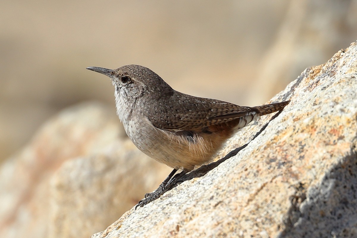 Rock Wren - Jeffrey Fenwick