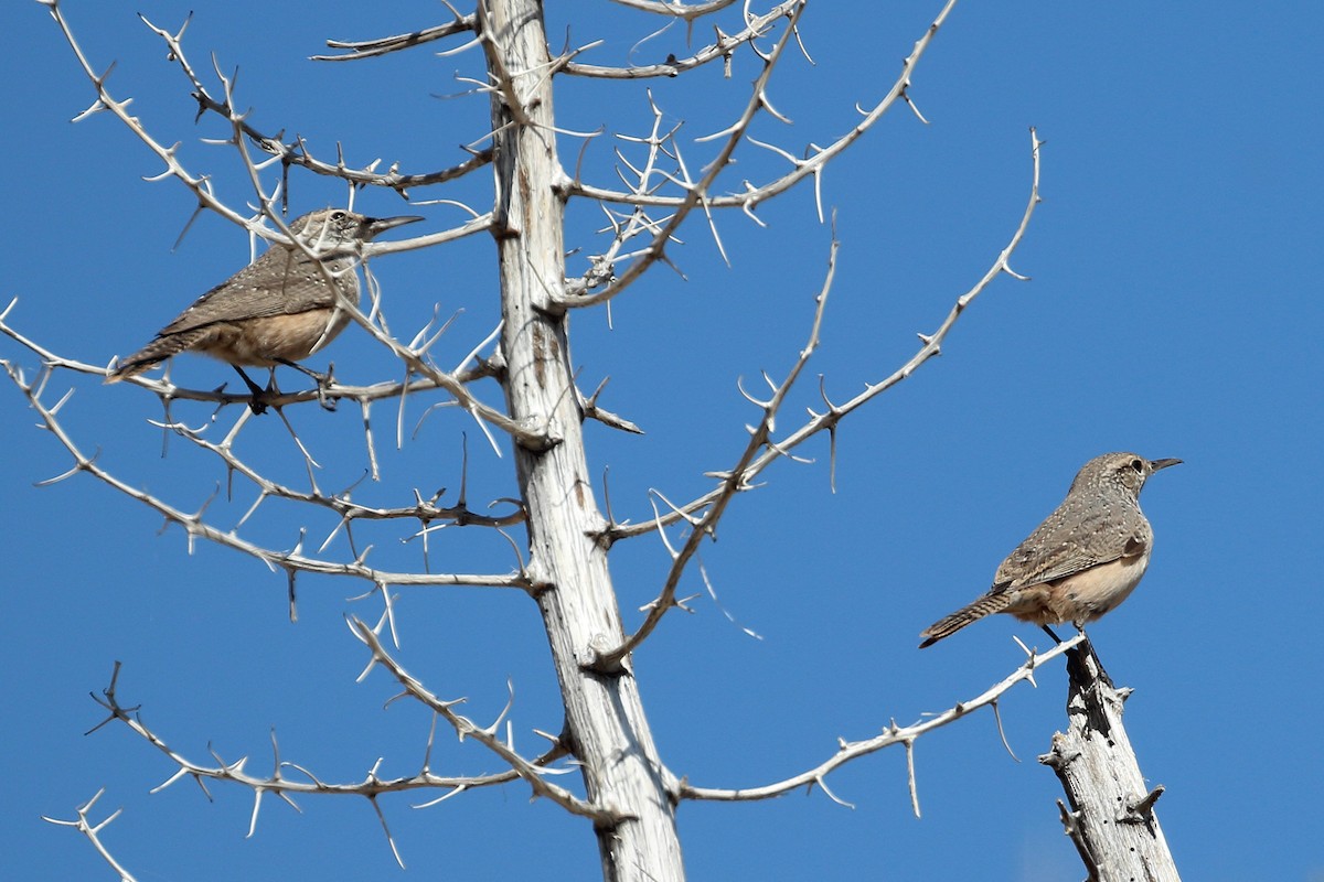 Rock Wren - ML610270629