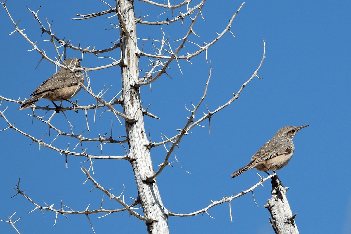 Rock Wren - ML610270630