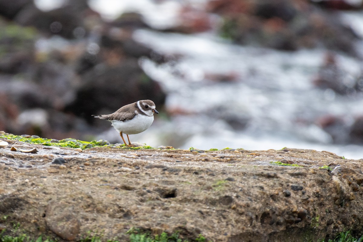 Semipalmated Plover - ML610270632
