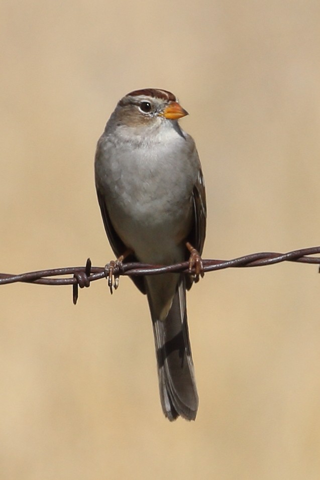 White-crowned Sparrow - Jeffrey Fenwick