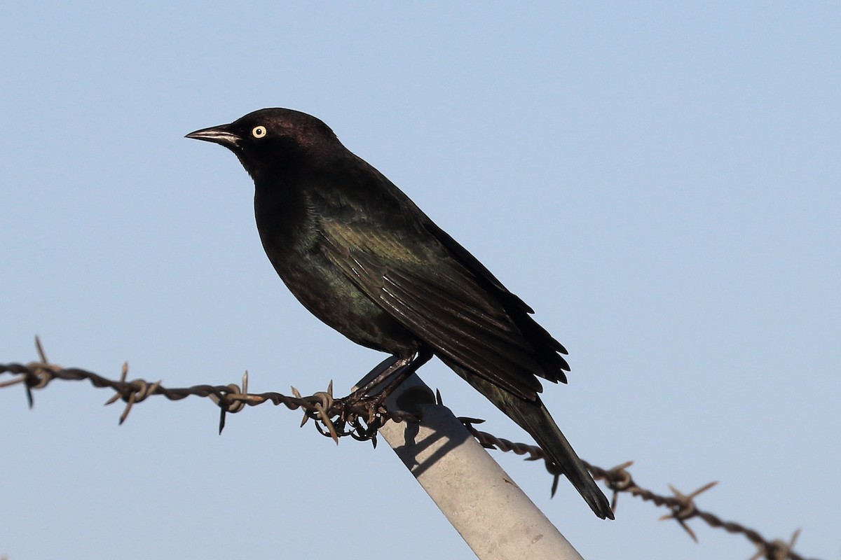 Brewer's Blackbird - ML610270663