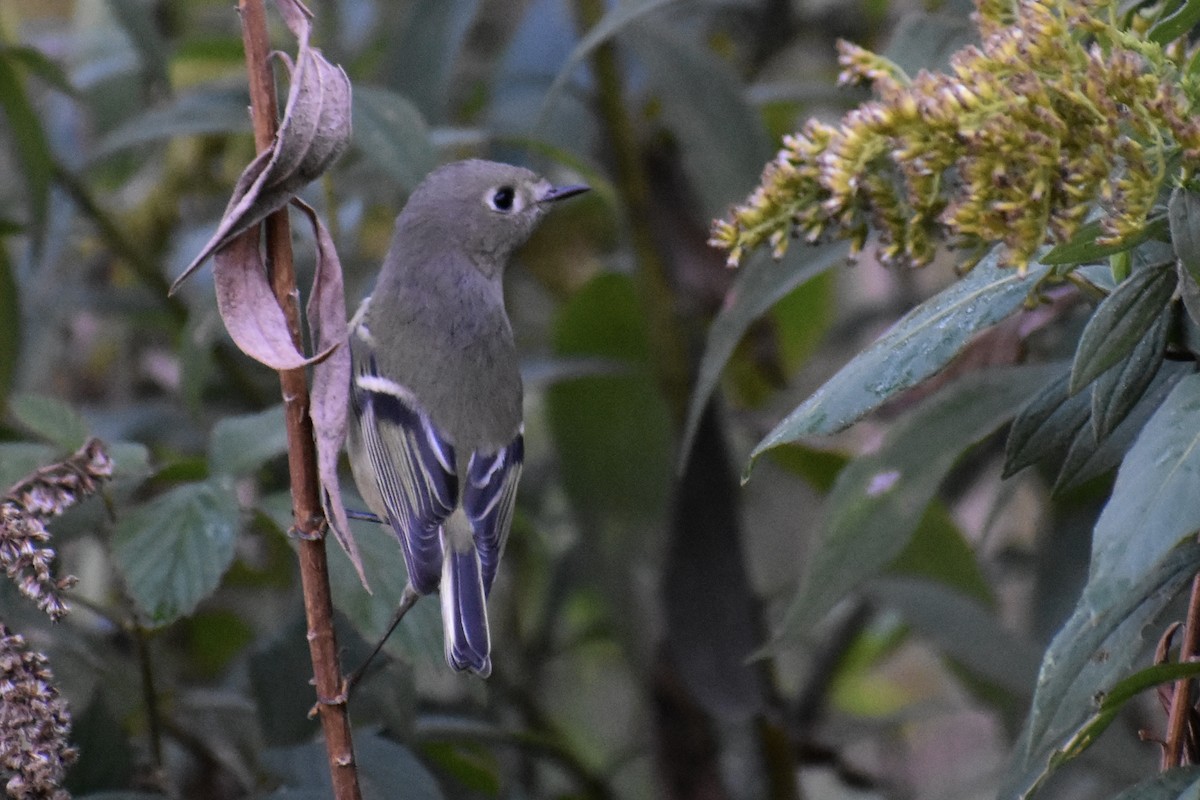 Ruby-crowned Kinglet - Carolina González Gutiérrez