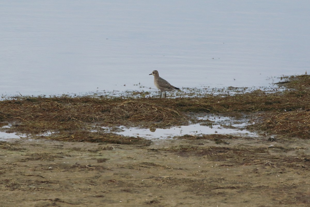 American Golden-Plover - ML610270714