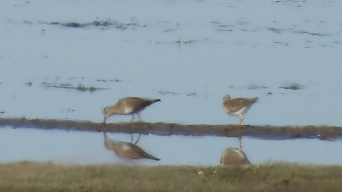 Graubrust-Strandläufer - ML610270763