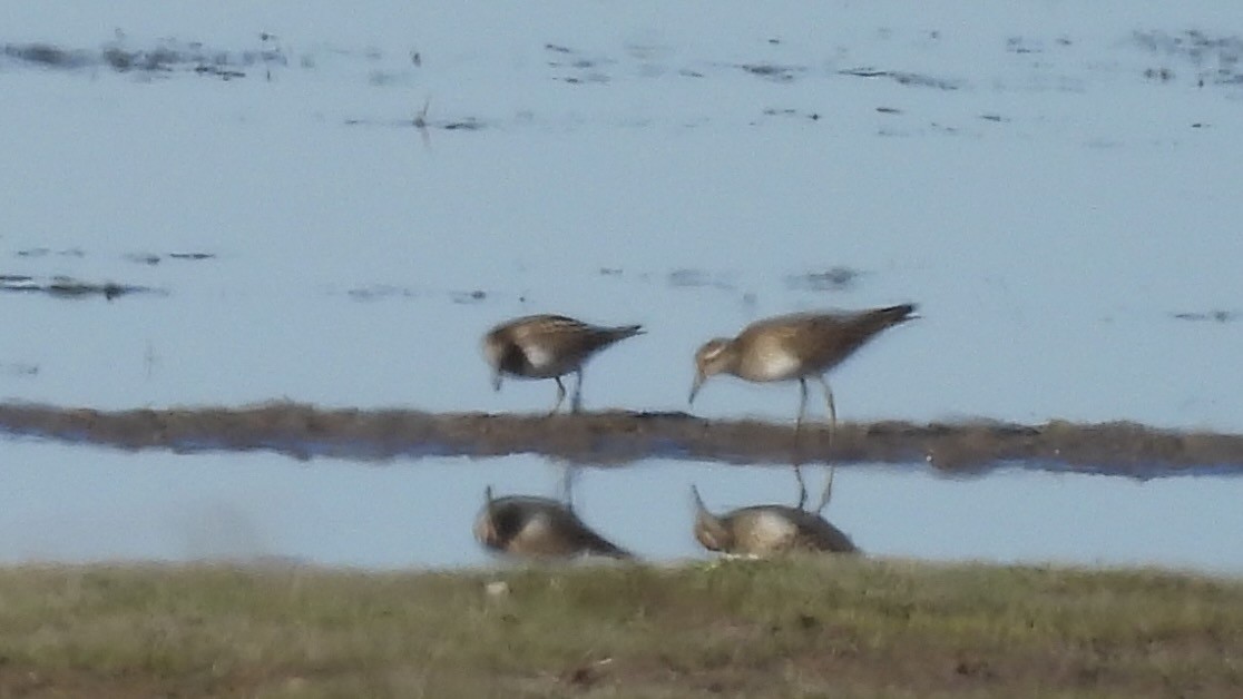 Graubrust-Strandläufer - ML610270764