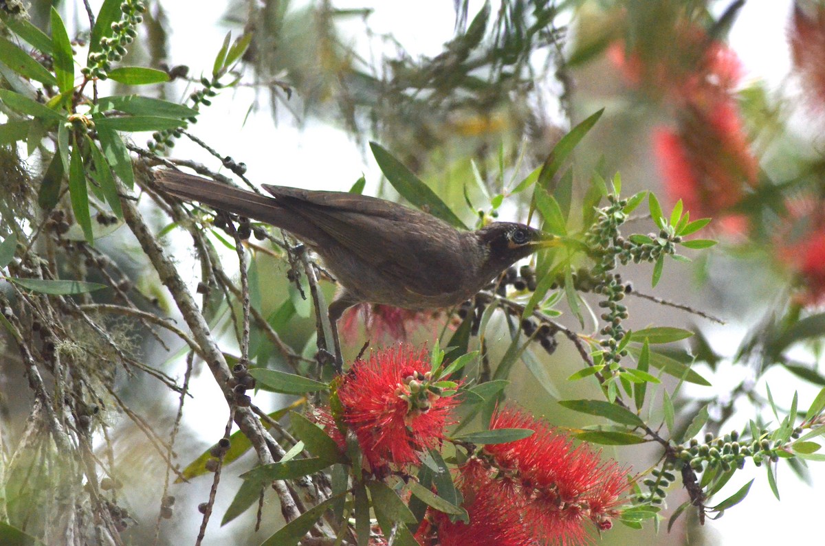 Bridled Honeyeater - Olivier Marchal