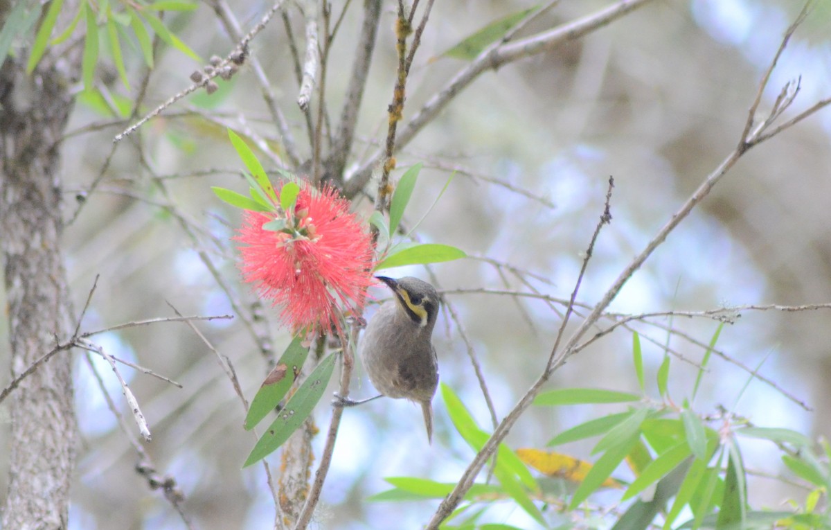 Yellow-faced Honeyeater - ML610270848