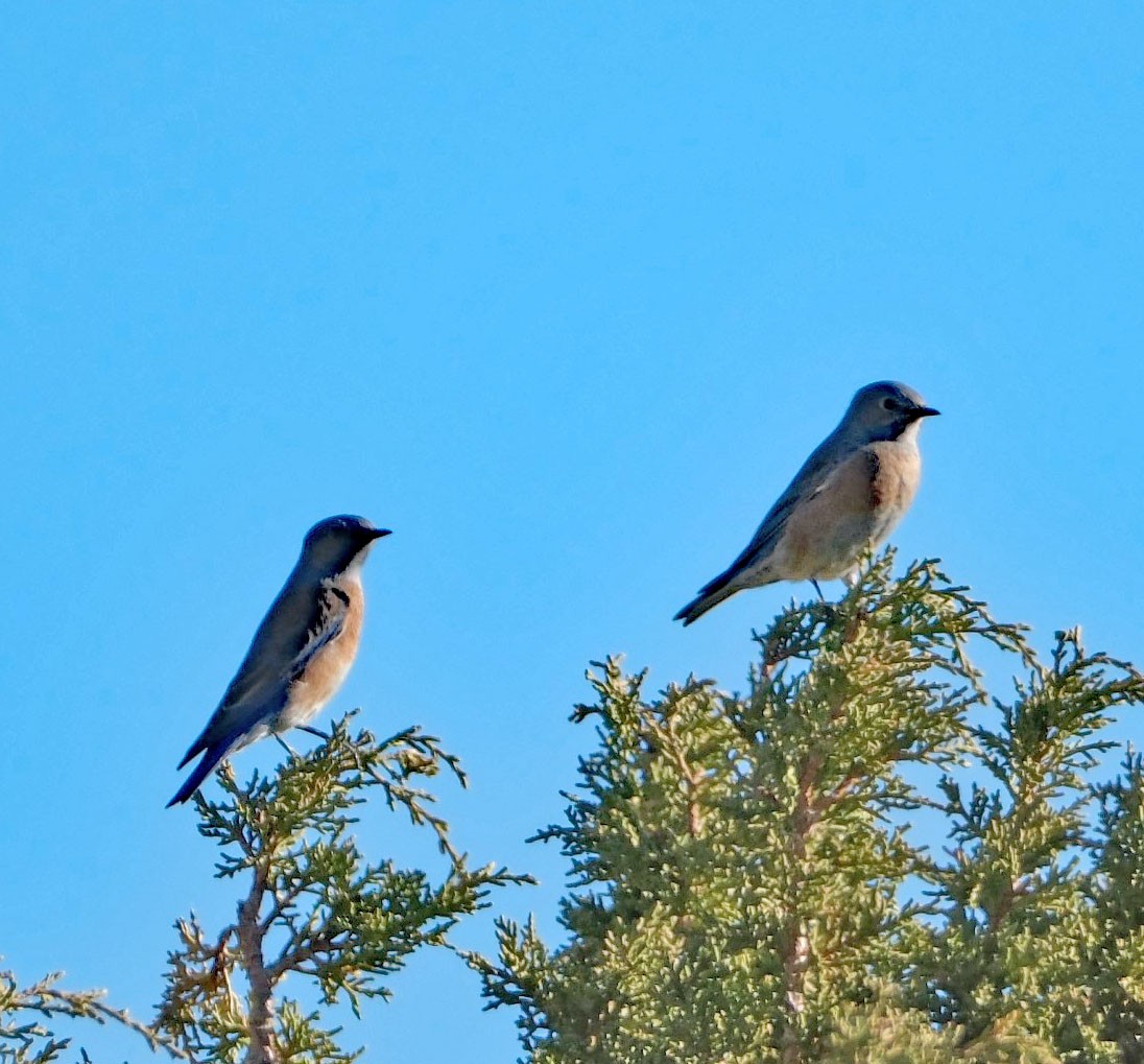 vestblåfugl - ML610270858
